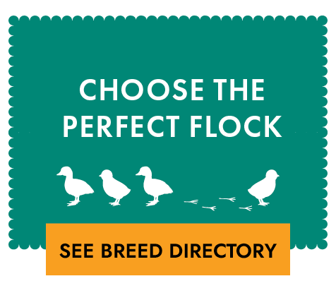 Choose the Perfect Flock See Breed Directory Button & Image