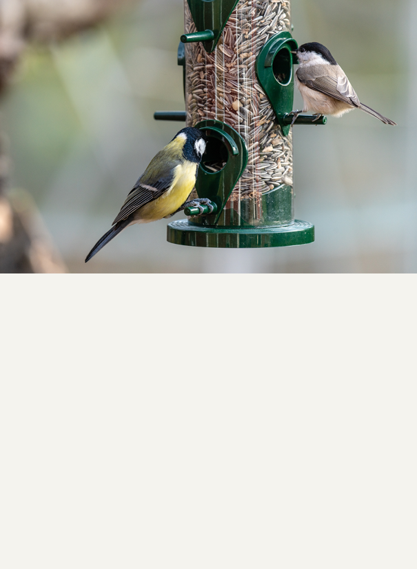 Pet guide bird