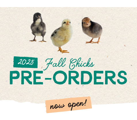 2025 Fall Chicks Pre-Orders