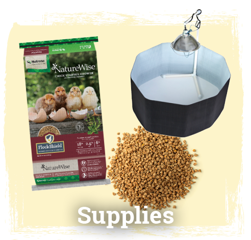 Chick Supplies Button & Image